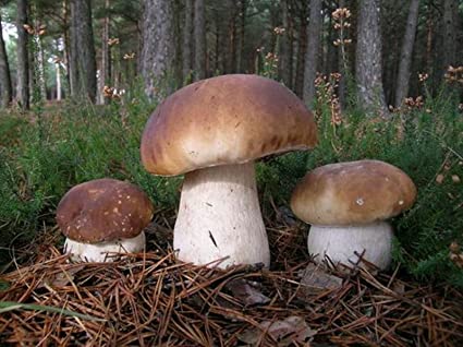Boletus Edulis_Aisa