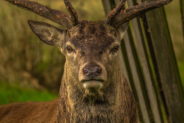 deer-952744_640