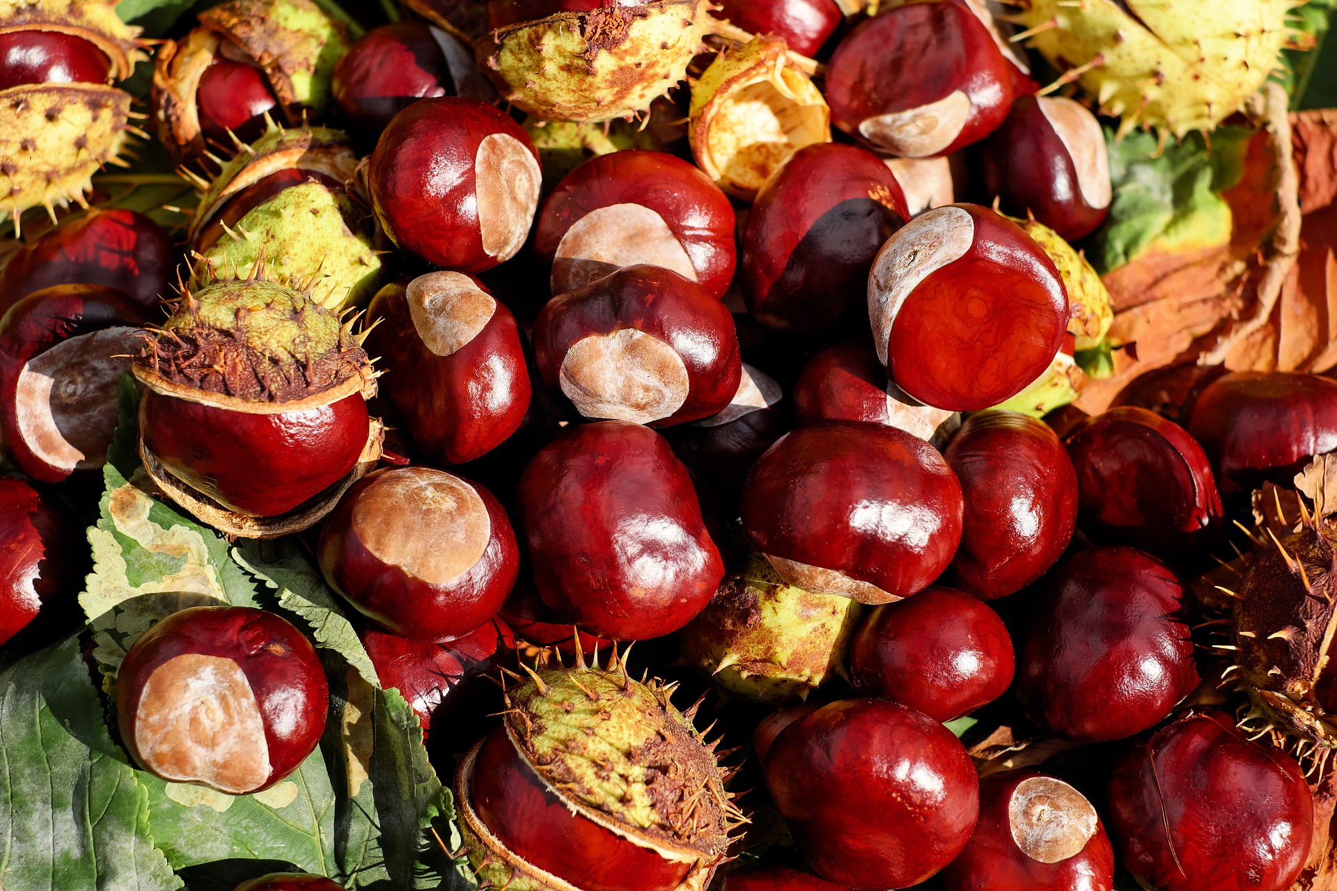 chestnut-g57c40d135_1920
